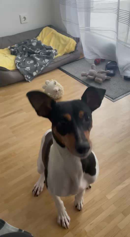 Video Challenge Nr.14 - Bettelnde Hunde-Beitrag-Bild