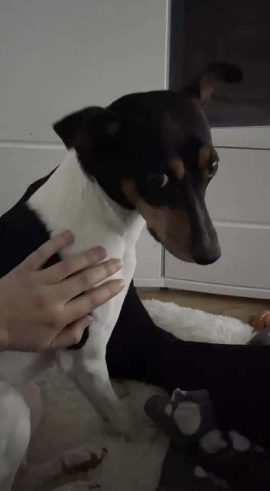 Video-Challenge Nr. 10
Der umsorgte Hund-Beitrag-Bild