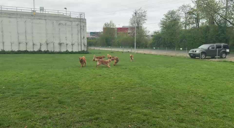 aktuelles Foto Gruppe Golden Retriever