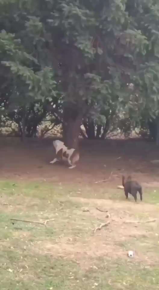 Hunde Memes-Beitrag-Bild