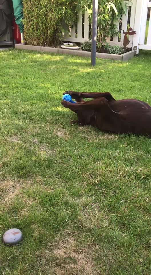 Video-Challenge Nr. 7 
Dein Hund mit Spielzeug-Beitrag-Bild