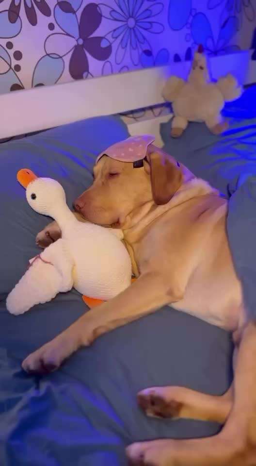 Hunde Memes-Beitrag-Bild