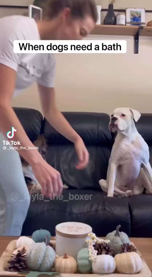 Hunde Memes-Beitrag-Bild