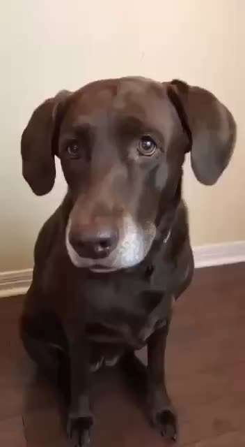 Hunde Memes-Beitrag-Bild