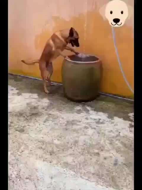 Hunde Memes-Beitrag-Bild