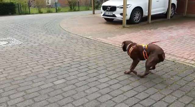 Mantrailing-Beitrag-Bild