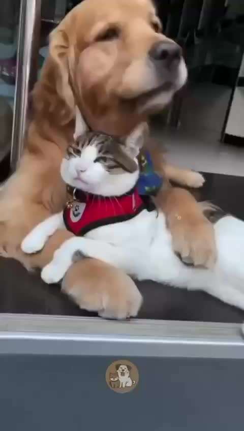 Hunde Memes-Beitrag-Bild