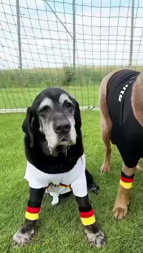 Hunde Memes-Beitrag-Bild