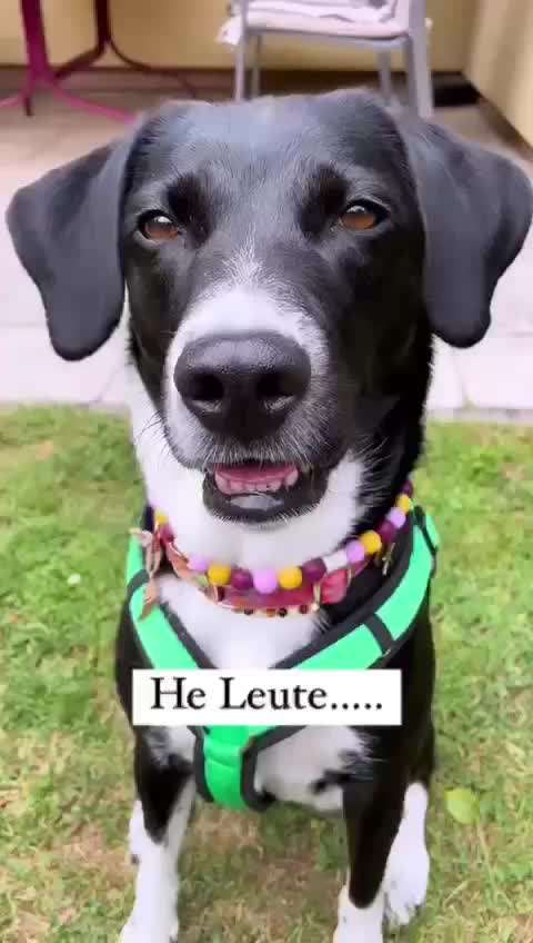 Hunde Memes-Beitrag-Bild