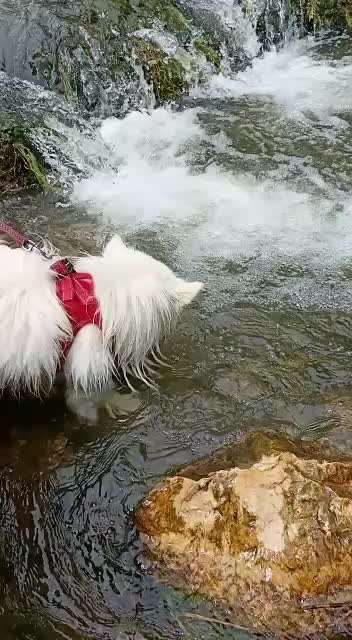 Dogorama-Monats-Challenge-Mai "Wasser"-Beitrag-Bild