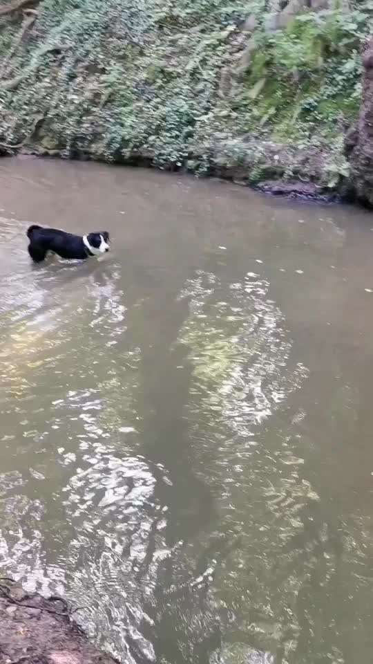 Appenzeller Sennenhunde-Beitrag-Bild