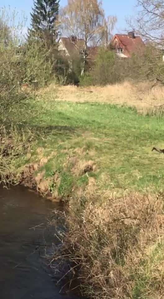 Alles rund um den Schäferhund, diskutieren erwünscht.-Beitrag-Bild