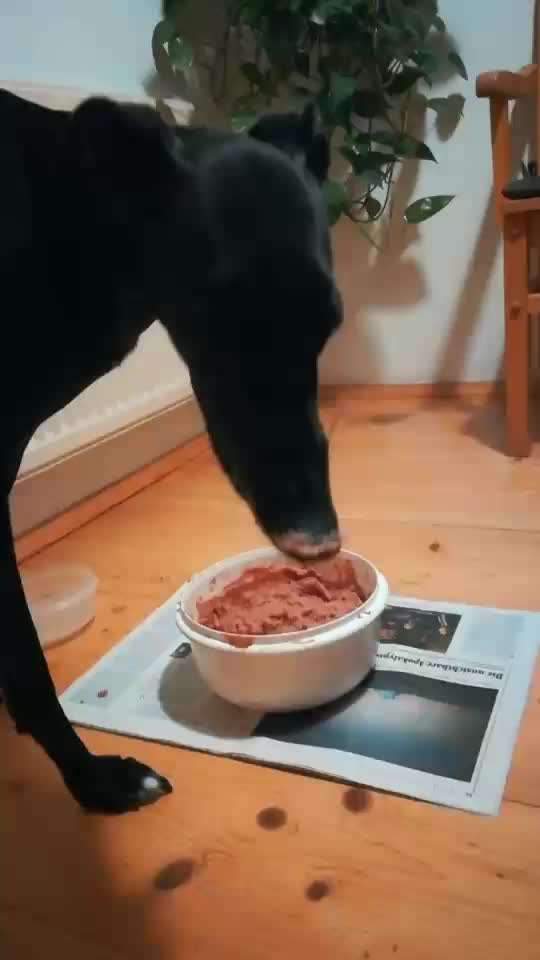 Zeigt her Eure Futternäpfe-Beitrag-Bild