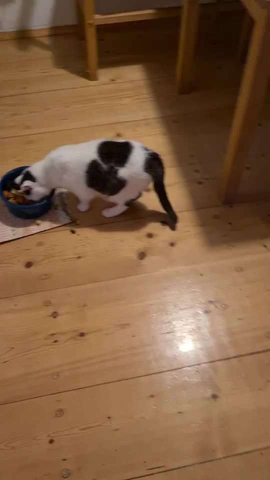 Zeigt her Eure Futternäpfe-Beitrag-Bild