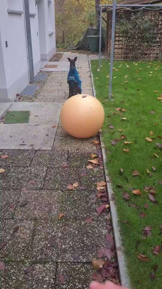 Trick Challenge Nr. 21 Treibball-Beitrag-Bild