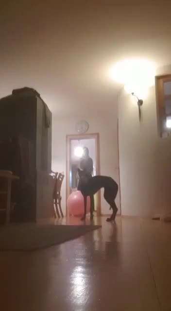 Trick Challenge Nr. 21 Treibball-Beitrag-Bild