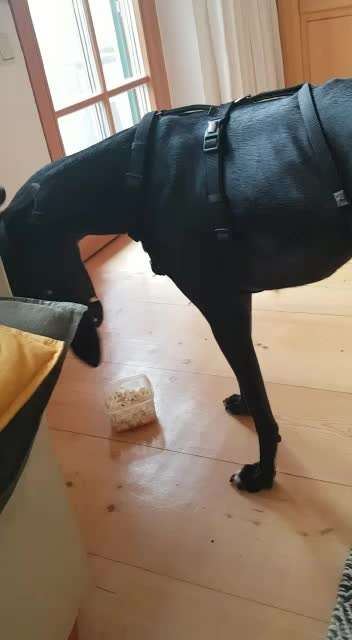 Zeigt her Eure Futternäpfe-Beitrag-Bild