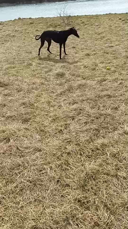 Mein Hund hat nicht gelernt zu spielen-Beitrag-Bild