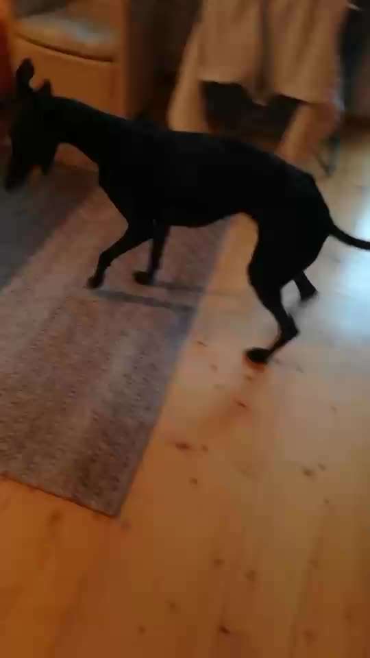 Impulskontrolle Challenge NR .4.           STOP/STEH/ WARTE-Beitrag-Bild