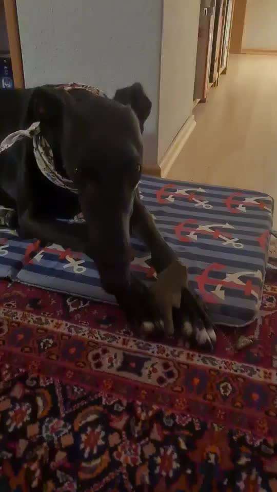 Windhunde - Treffen der besonderen Schönheiten
HERZLICH WILLKOMMEN-Beitrag-Bild