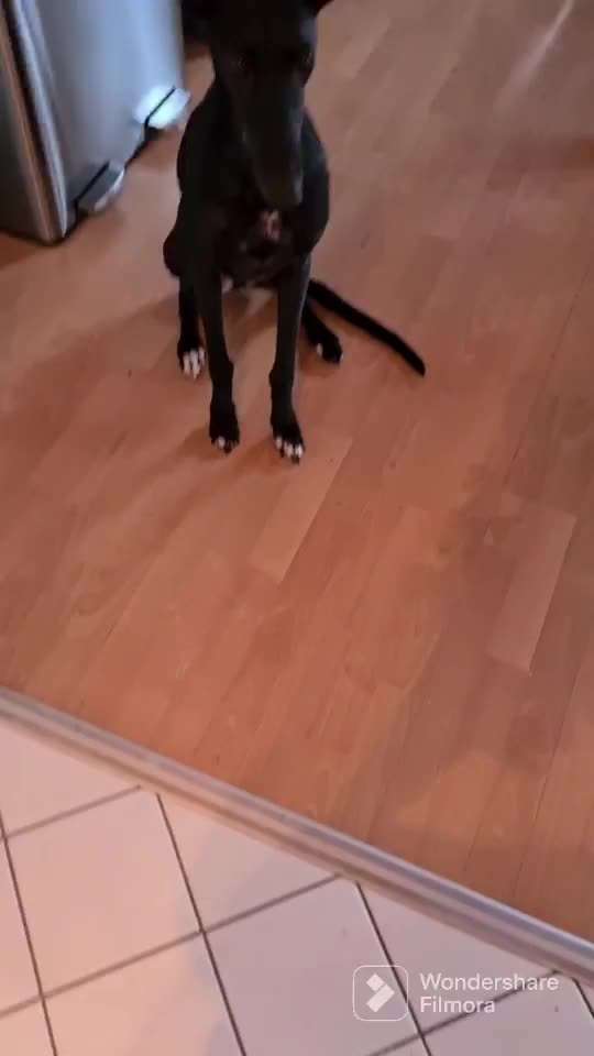 Zeigt her Eure Futternäpfe-Beitrag-Bild