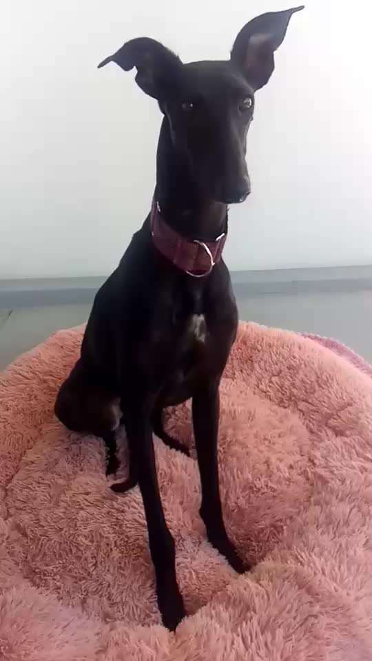 Windhunde - Treffen der besonderen Schönheiten
HERZLICH WILLKOMMEN-Beitrag-Bild