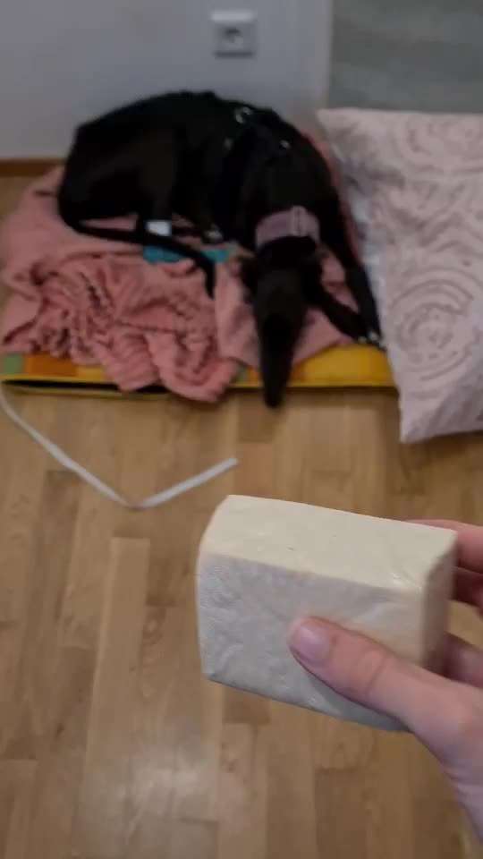 Zeigt her Eure Futternäpfe-Beitrag-Bild