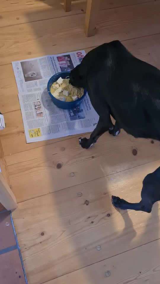 Zeigt her Eure Futternäpfe-Beitrag-Bild