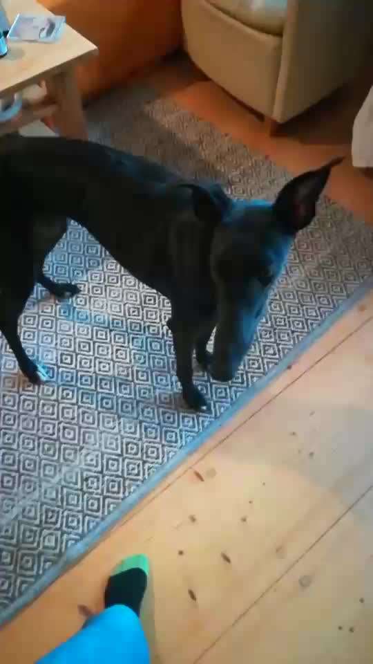 Impulskontrolle Challenge NR .4.           STOP/STEH/ WARTE-Beitrag-Bild