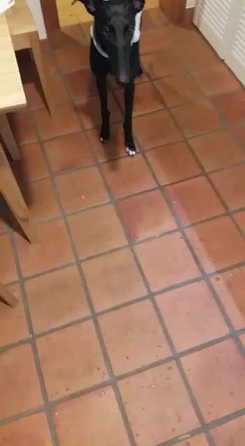 Zeigt her Eure Futternäpfe-Beitrag-Bild