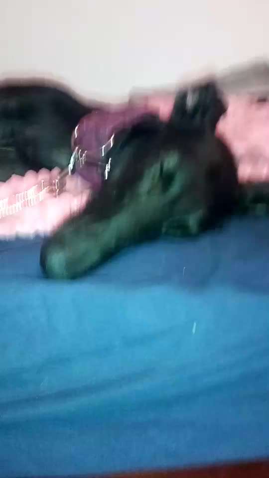 Windhunde - Treffen der besonderen Schönheiten
HERZLICH WILLKOMMEN-Beitrag-Bild