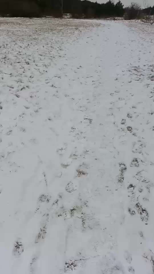 Windhunde - Treffen der besonderen Schönheiten
HERZLICH WILLKOMMEN-Beitrag-Bild