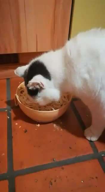 Zeigt her Eure Futternäpfe-Beitrag-Bild