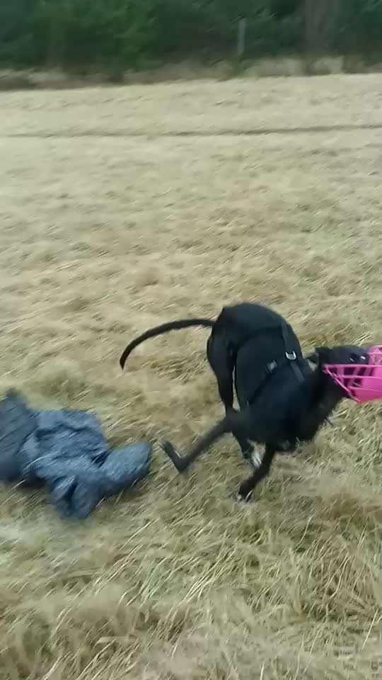 Wenn ein Hund aufblüht 🐾-Beitrag-Bild