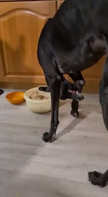 Zeigt her Eure Futternäpfe-Beitrag-Bild