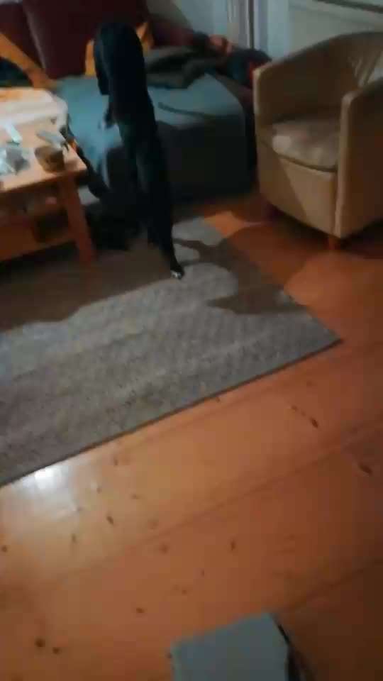 Trick Challenge 24 ,,Elefantentrick"-Beitrag-Bild