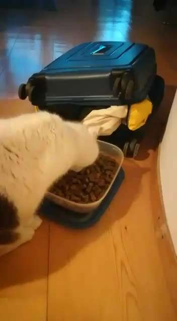 Zeigt her Eure Futternäpfe-Beitrag-Bild