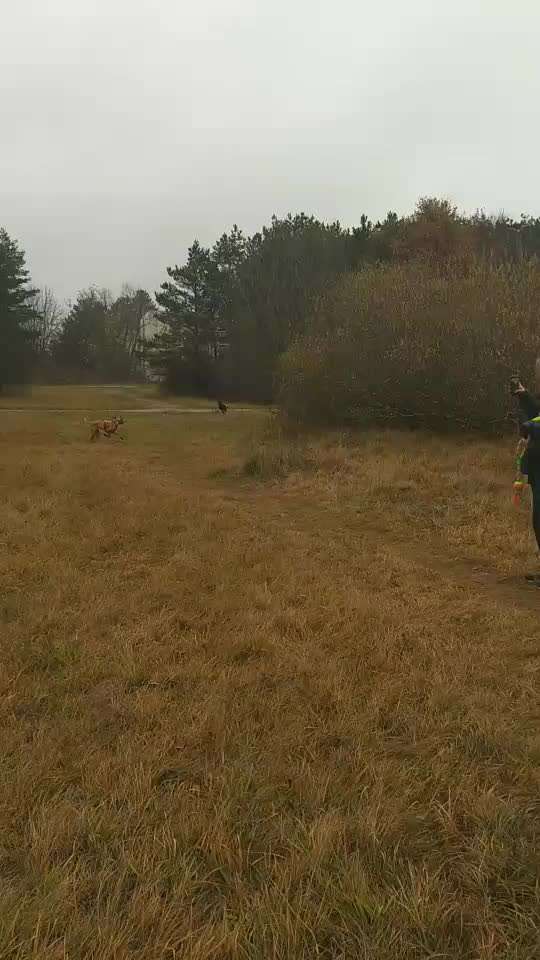Windhunde - Treffen der besonderen Schönheiten
HERZLICH WILLKOMMEN-Beitrag-Bild