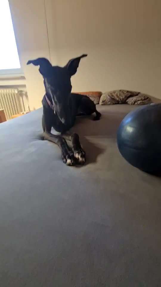 Trick Challenge Nr. 21 Treibball-Beitrag-Bild