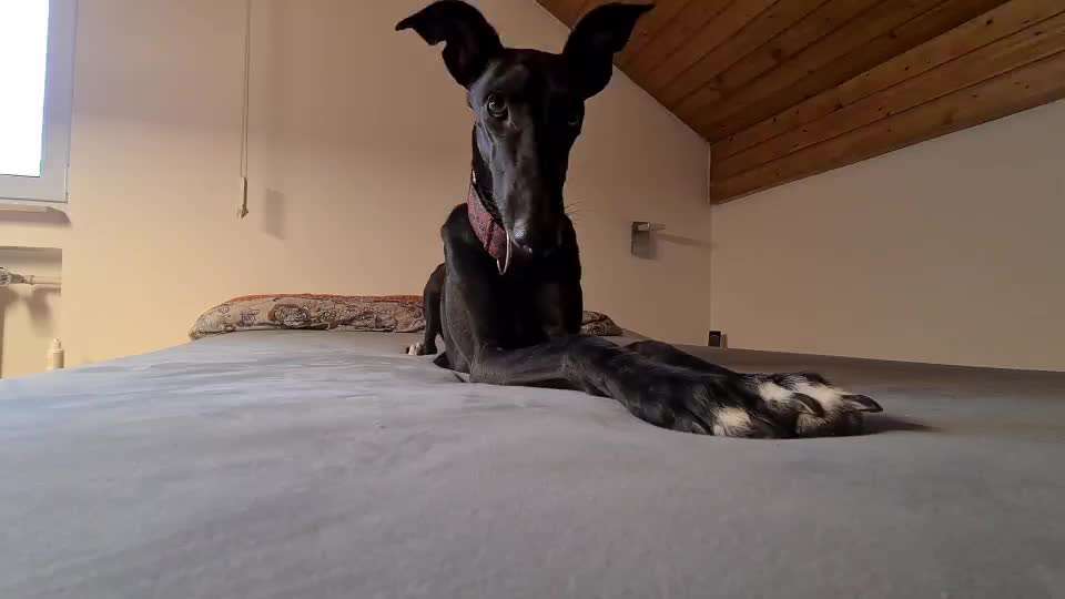 Trick Challenge Nr. 21 Treibball-Beitrag-Bild