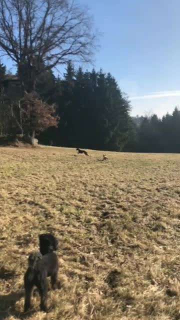 Windhunde - Treffen der besonderen Schönheiten
HERZLICH WILLKOMMEN-Beitrag-Bild