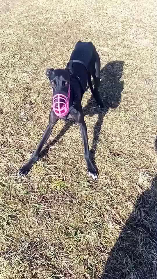 Windhunde - Treffen der besonderen Schönheiten
HERZLICH WILLKOMMEN-Beitrag-Bild