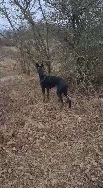 Windhunde - Treffen der besonderen Schönheiten
HERZLICH WILLKOMMEN-Beitrag-Bild