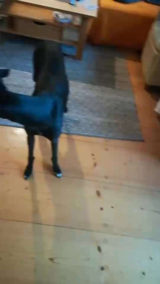 Impulskontrolle Challenge NR .4.           STOP/STEH/ WARTE-Beitrag-Bild