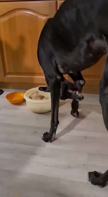 Windhunde - Treffen der besonderen Schönheiten
HERZLICH WILLKOMMEN-Beitrag-Bild