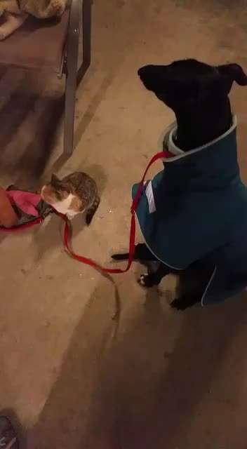 Windhunde - Treffen der besonderen Schönheiten
HERZLICH WILLKOMMEN-Beitrag-Bild