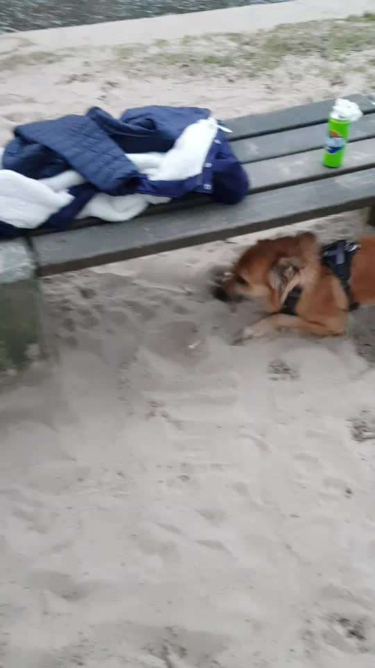 Auslandstierschutz-Beitrag-Bild