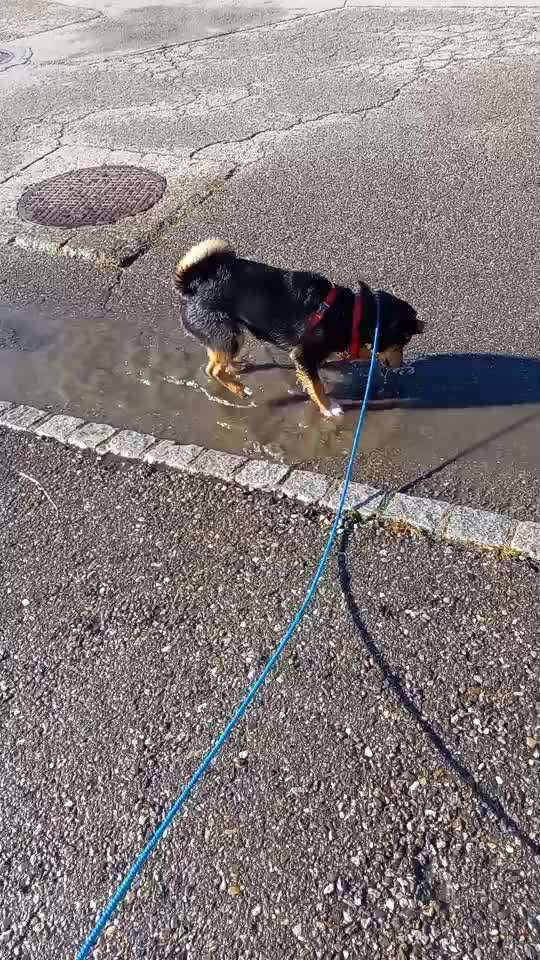 Appenzeller Sennenhunde-Beitrag-Bild