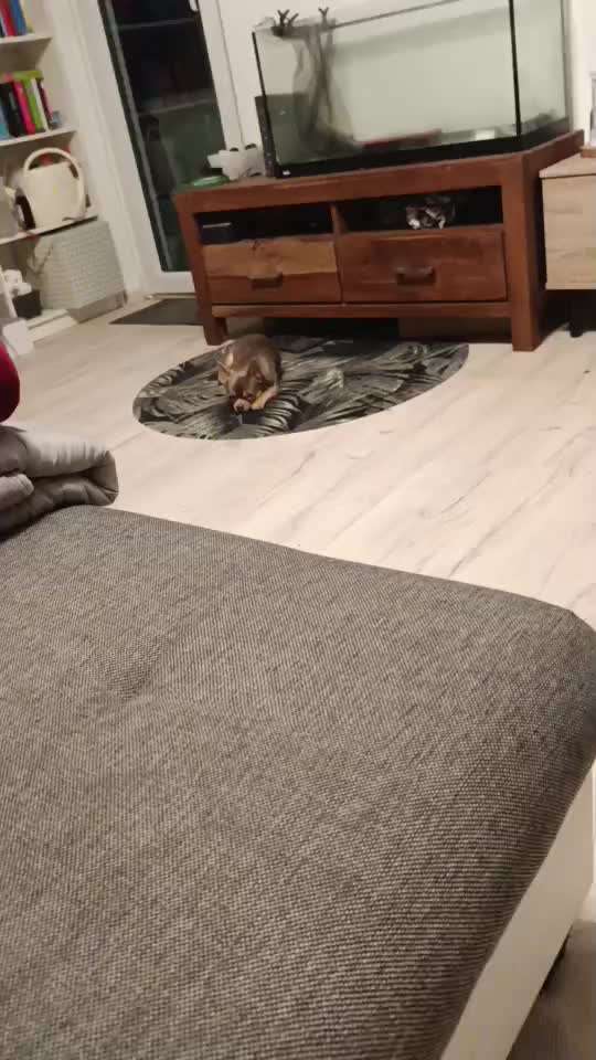 aktuelles Foto Gruppe Chihuahua