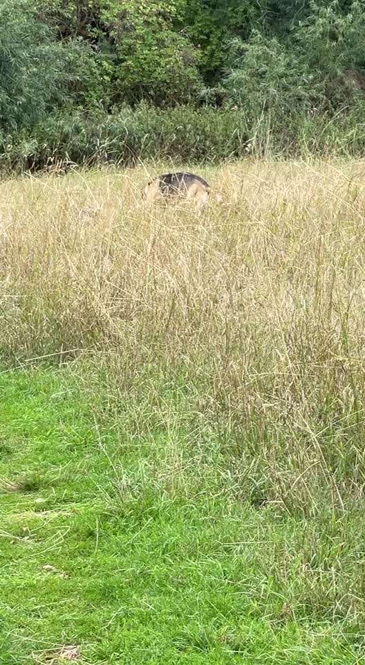 Kangal Fans ! ! ! !-Beitrag-Bild